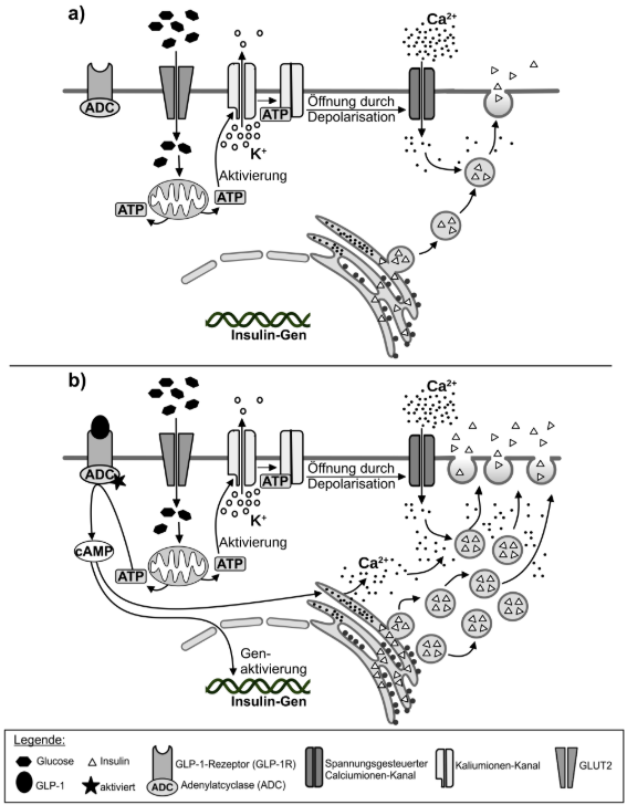 Schematische Darstellung der Insulinfreisetzung durch Glukose und GLP-1 in einer Beta-Zelle
